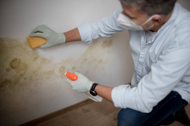 Best Toxic Mold Removal  in Centre Hall, PA