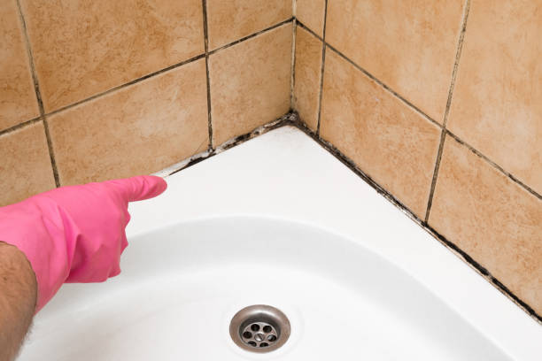 Best Best Mold Removal Companies  in Centre Hall, PA